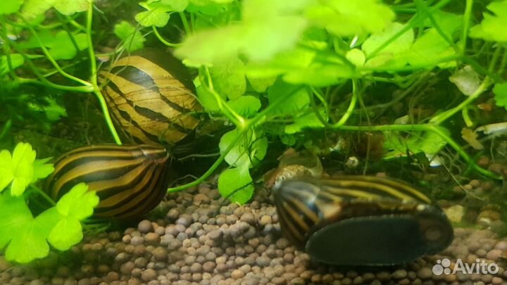 Улитки неретина зебра