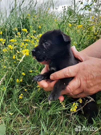 Щенки от маленькой собачки в добрые руки
