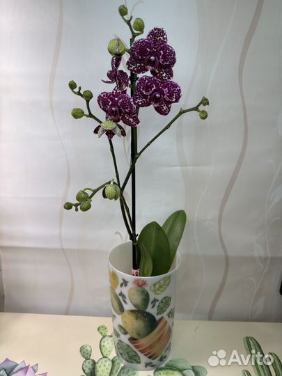 Орхидея фаленопсис
