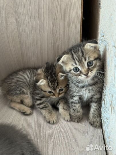 Шотландские вислоухие котята