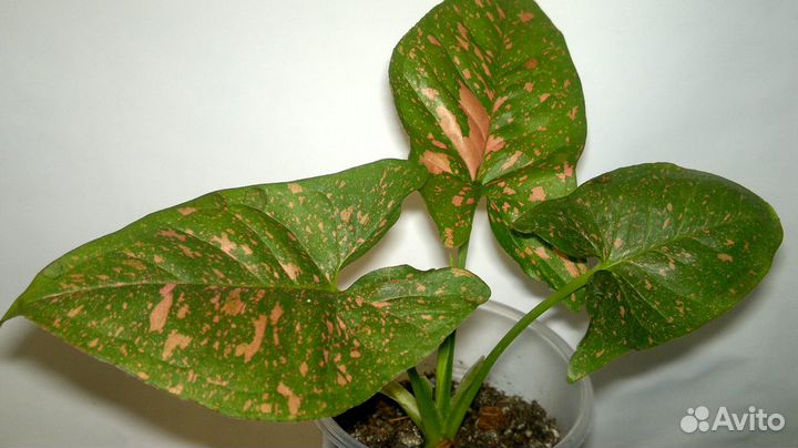 Сингониумы