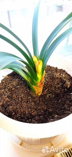 Комнатные растения. Кливия