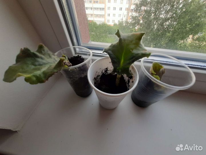 Фиалка укорененные листики