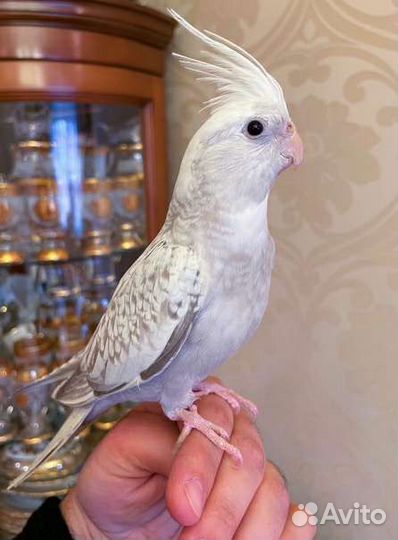 Корелла безщекая