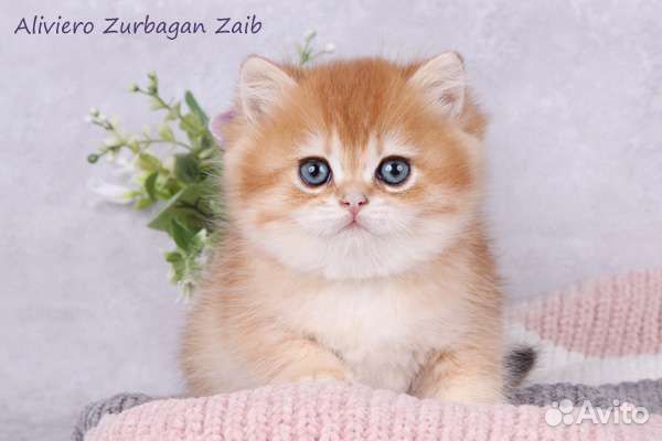 Британский малыш Зурбаган. Золотая шиншилла