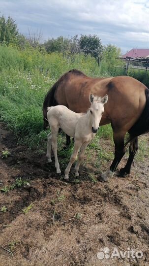 Кобыла с жеребенком