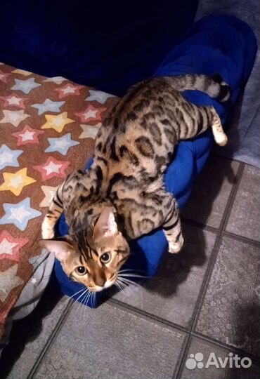 Бенгальский кот