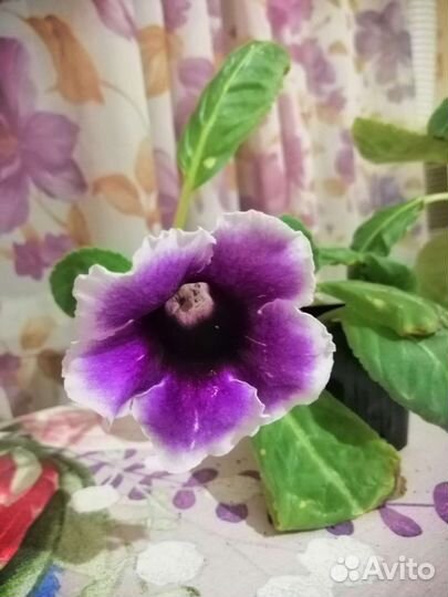 Глоксиния цветущая