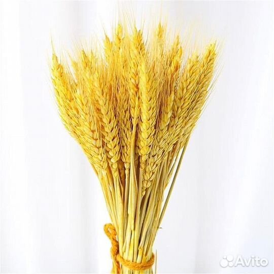 Сухоцветы пшеница
