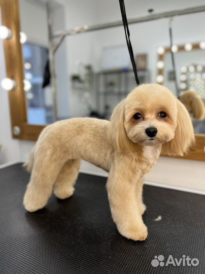 Груминг. Стрижка собак, уход за кошками