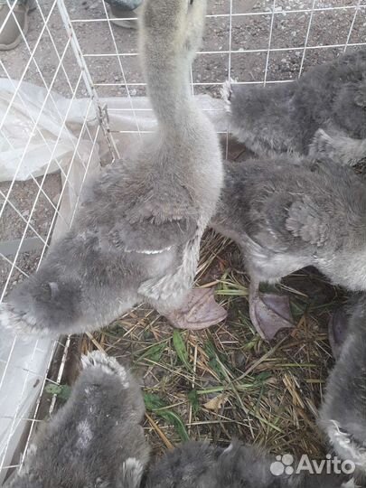 Гуси гусята