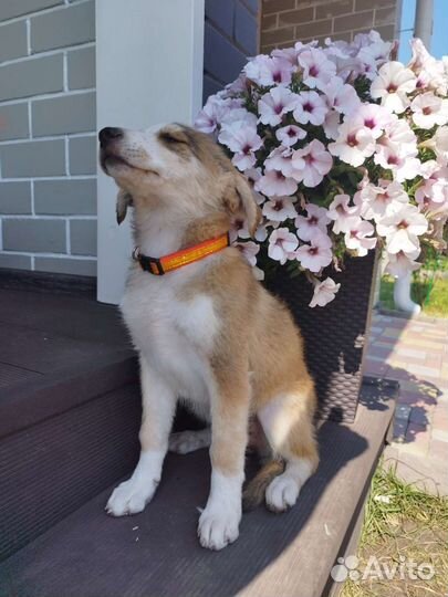 Отдаю в добрые руки