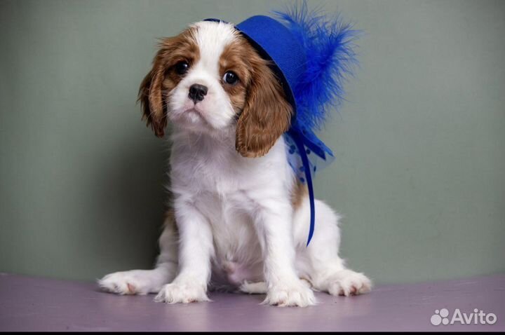 Щенки Кавалер кинг чарльз спаниель