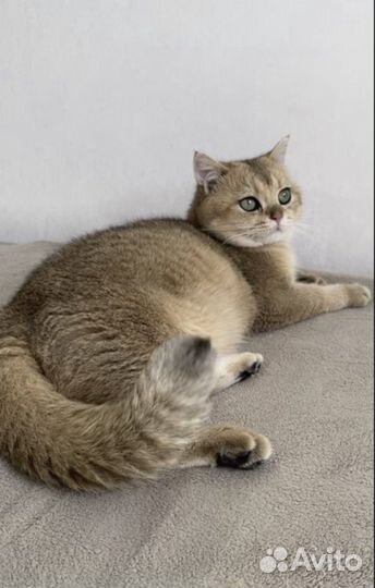 Продаю кота золотая шиншила