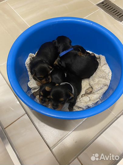 Щенки йорка мини