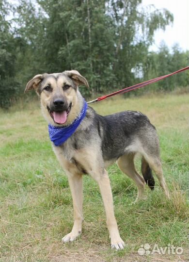 Брусника, молоденькая собачка