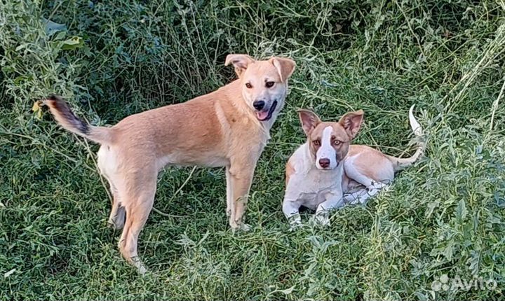 Щенки в добрые руки