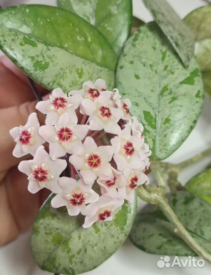 Хойи на срез С-K-O-P-S-W