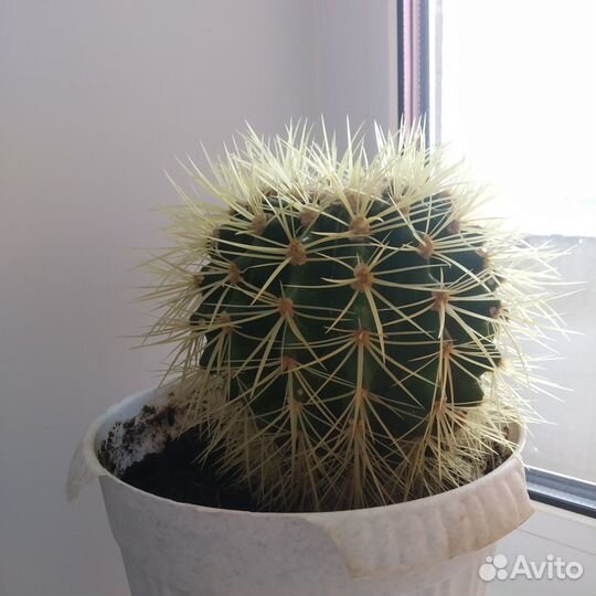 Кактус - Эхинокактус