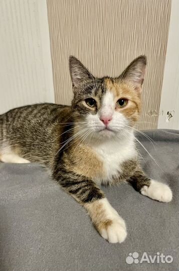 Кошечка Няша