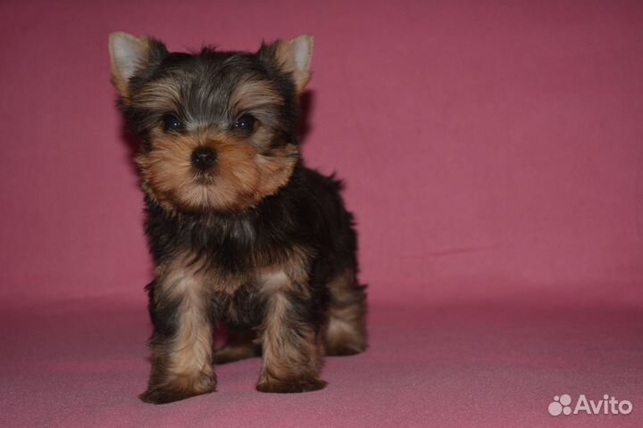 Стандартные и мини девочки с док-ми РКФ