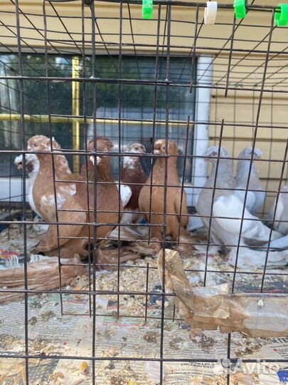 Голубь узбеки