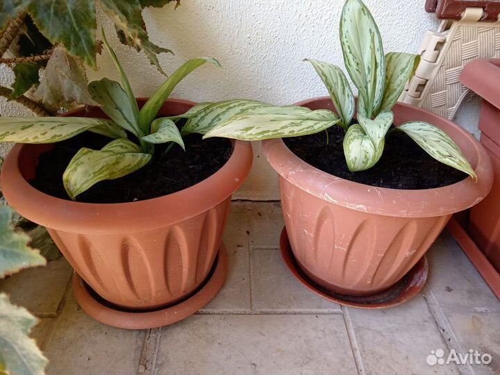 Комнатный цветок