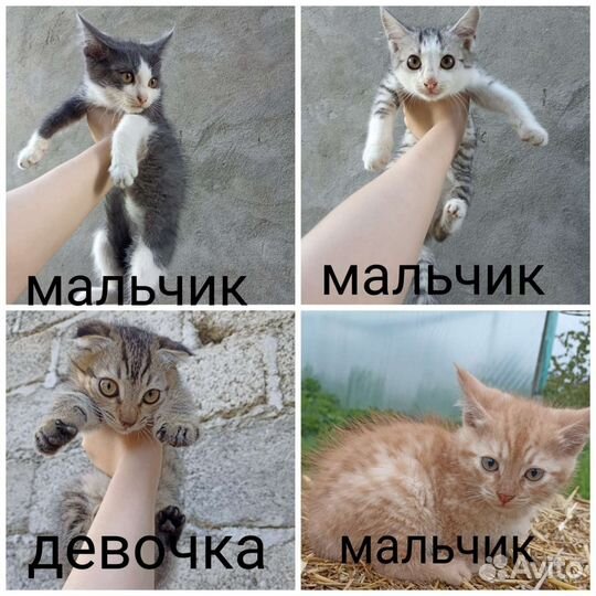 Коты