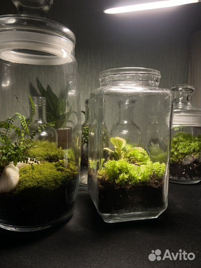 Баночка с растениями. Закрытый флорариум