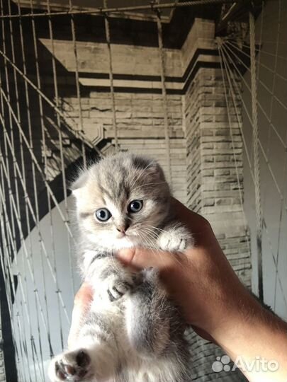 Шотландская вислоухая