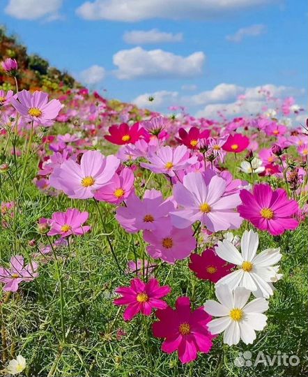 Цветы рассада Космея (самолётики, красотка)