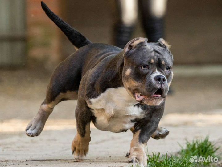 Американский булли микро покет девочка