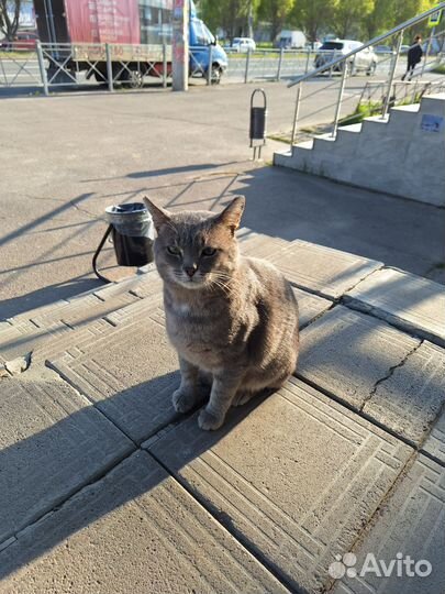 Кот