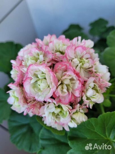 Пеларгония герань