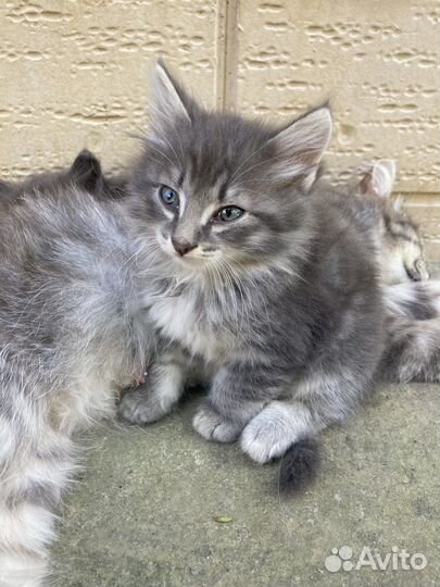 Котята без породы