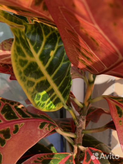 Кодиеум Экселент