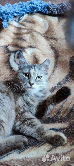 Кошка для одинокого человека