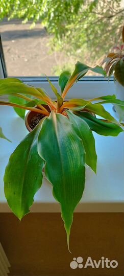 Хлорофитум грин оранж
