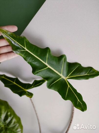 Алоказия сариан