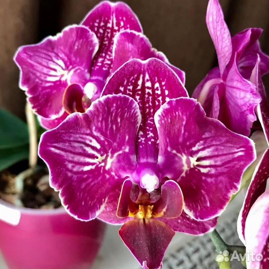 Продам орхидеи