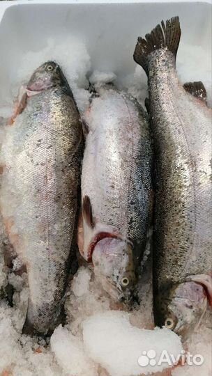 Форель свежая, Карелия