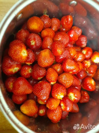 Саженцы клубники