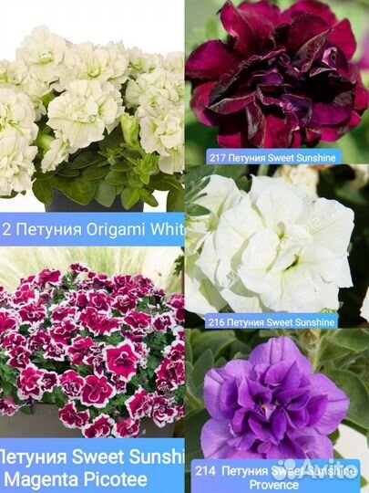 Вегетативные черенки