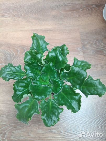 Фиалки сортовые