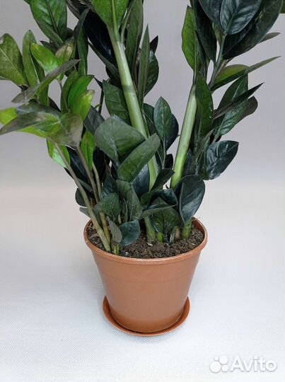 Чёрный замиокулькас Raven высотой 64 см