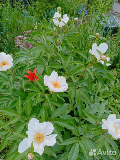 Марьин корень