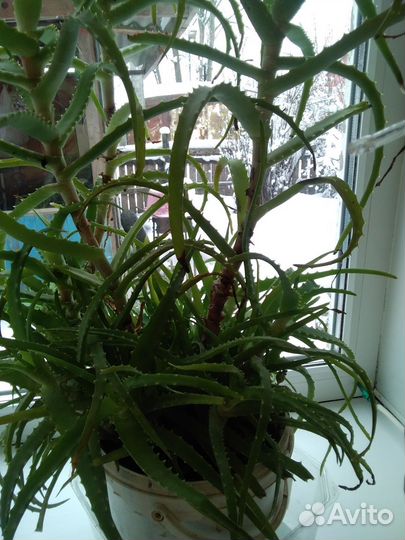 Алое лечебный 5 летний