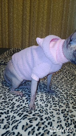 Одежда для кошек сфинкс