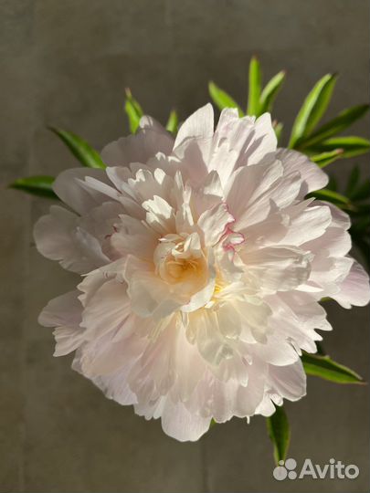 Пионы саженцы