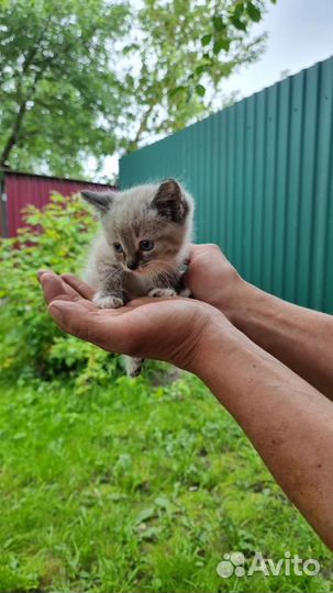 Котята в добрые руки бесплатно